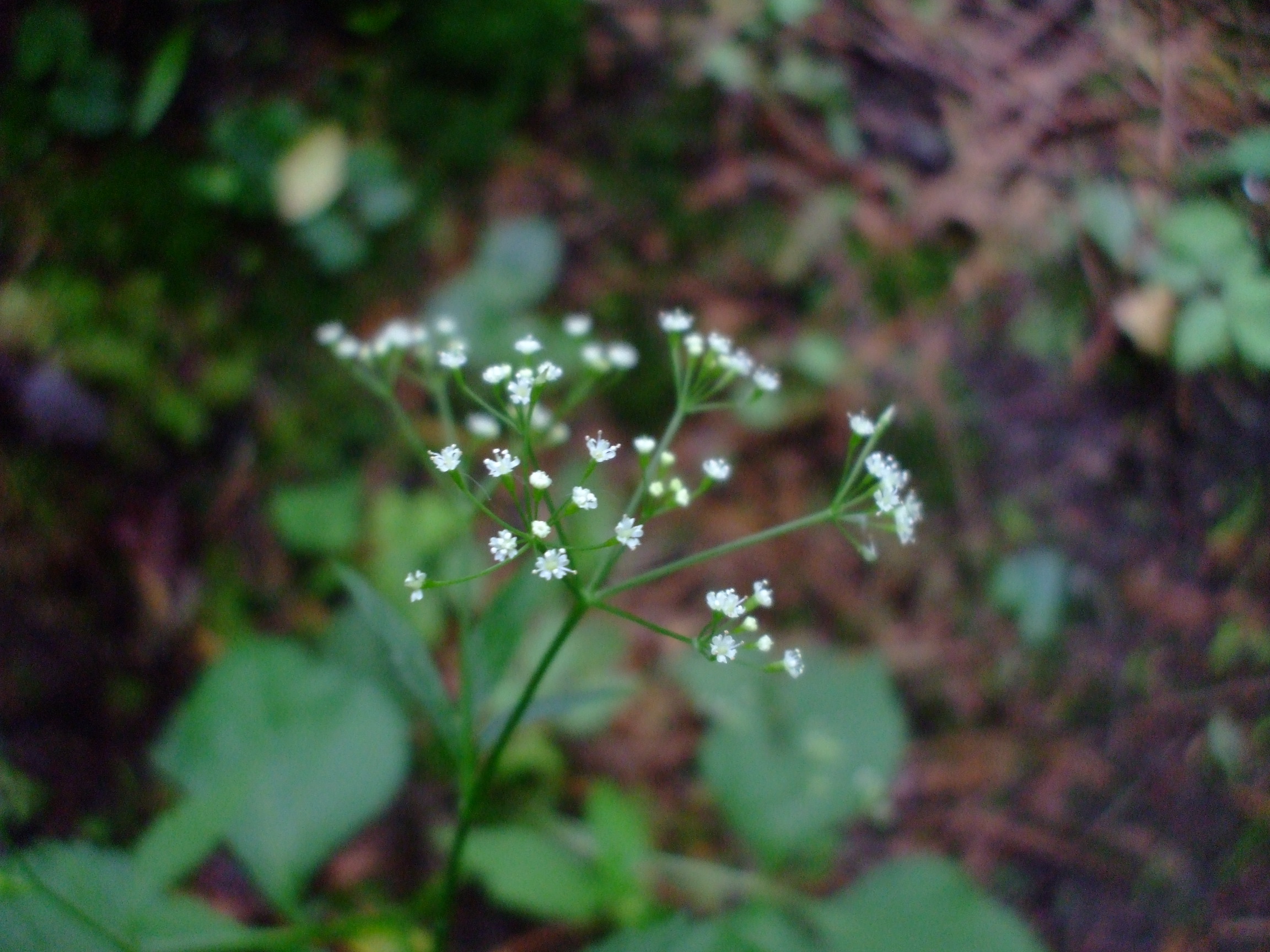 Cryptotaenia canadensis